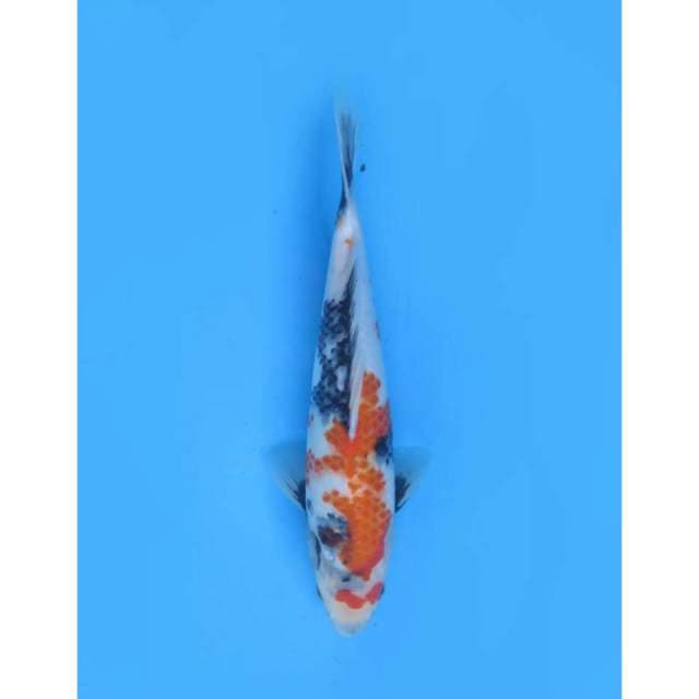 Showa Kanako - 29cm