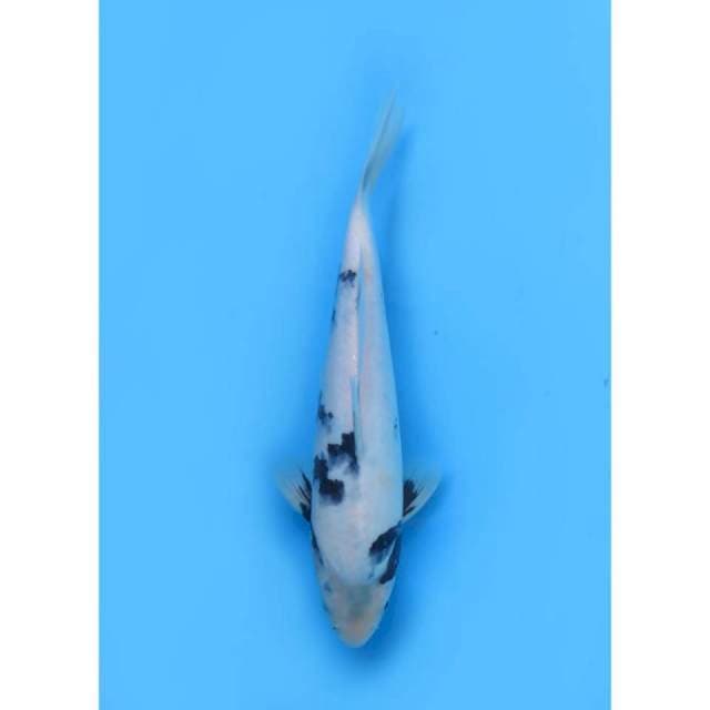 F1 Shiro Utsuri Calon Jumbo - 30cm