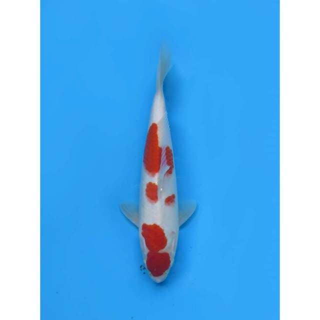Kohaku F1 - 29cm