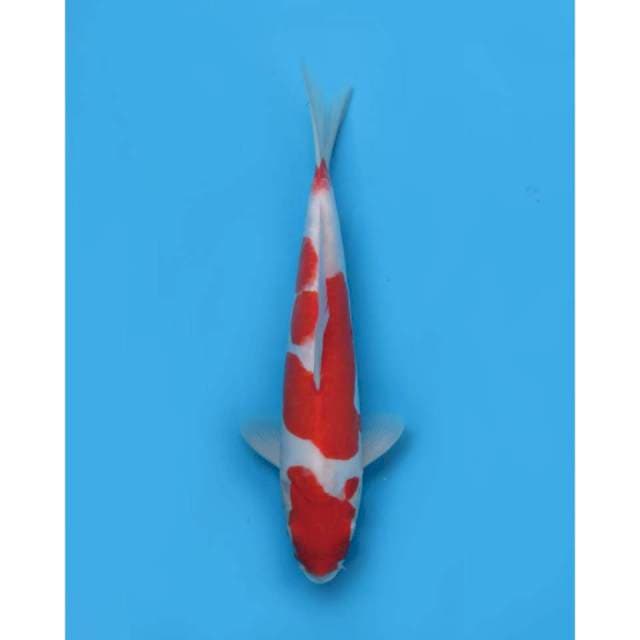 Kohaku Doitsu HQ - 30cm