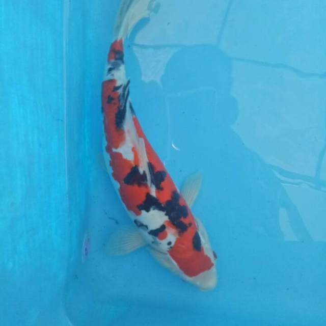 Doitsu sanke 35 cm