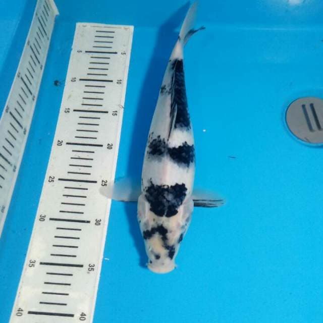 Shiro utshuri 34cm
