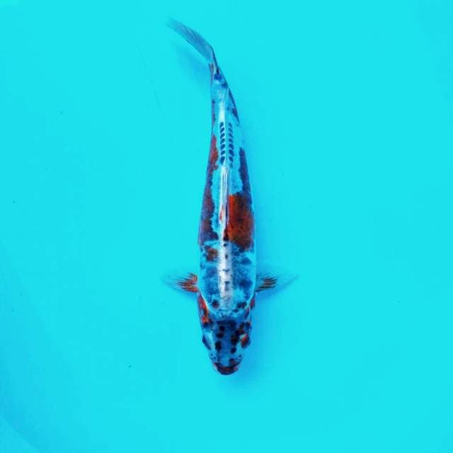 Monster BeniKiko # 30cm