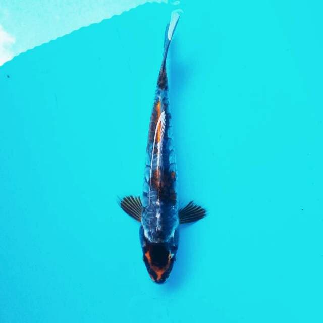 Maruten Kiko # 29cm