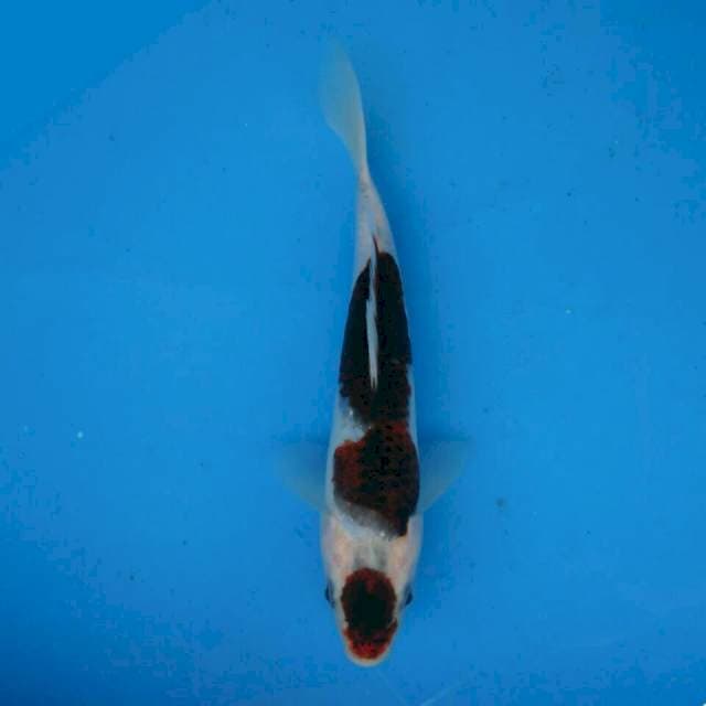 Maruten Budo Goromo