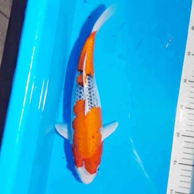 Goshiki beni nemplok 34 cm