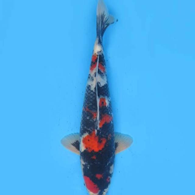 32cm , Showa Sanshoku Prospek