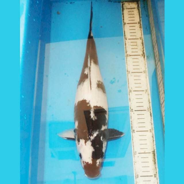 45cm F1 SHIRO PAPAN CATUR