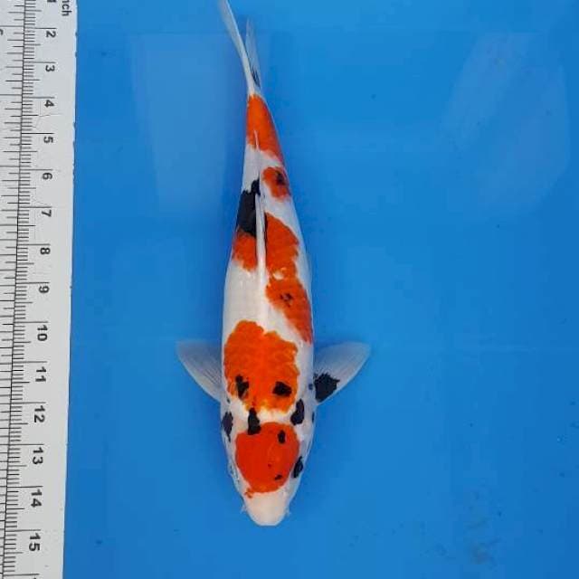 Kindai showa 35cm