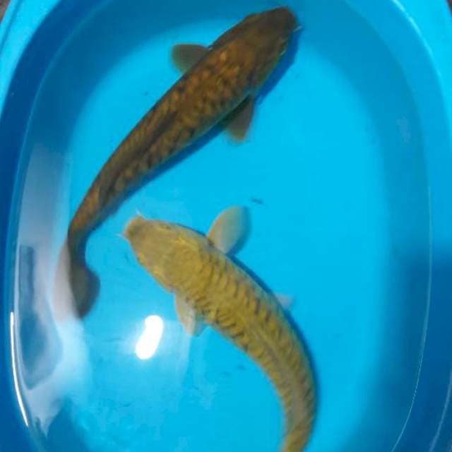 38 cm chagoi