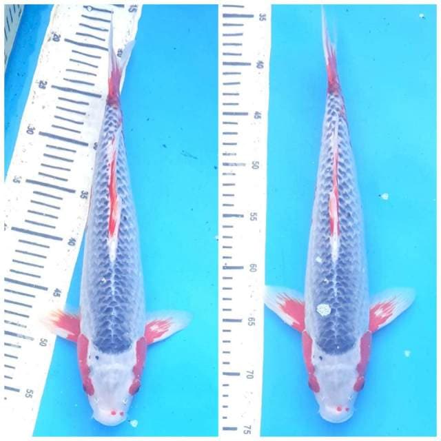 ASAGI 45BU MANTAB