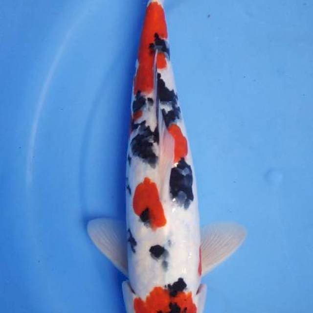 Sanke 29cm male jozz