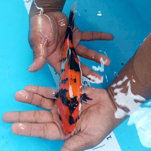 Showa 21cm