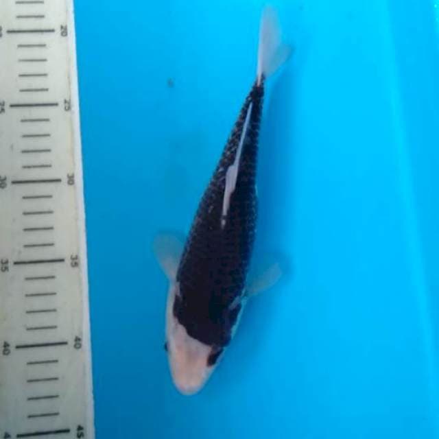 Budho antik 24cm