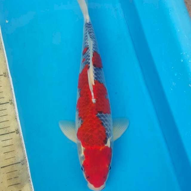 Ghosiki 32CM