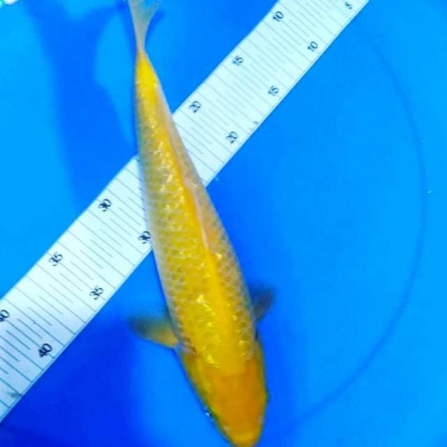 Karashi gindrin 32cm