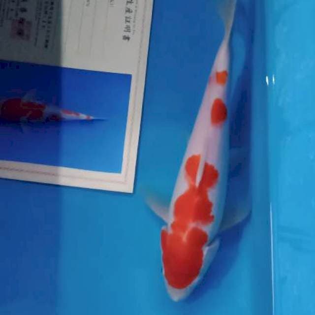 Kohaku import marusei farm