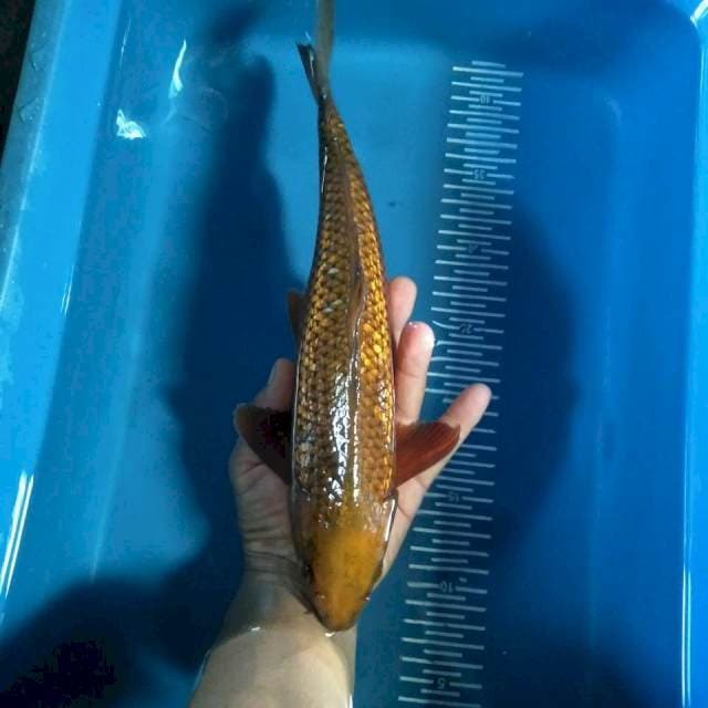 Chagoi 35cm male