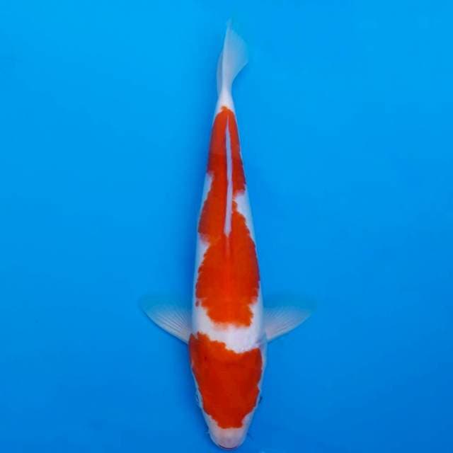 Kohaku 30cm