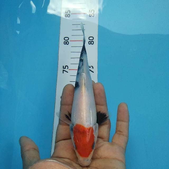 Tancho ORI*16cm