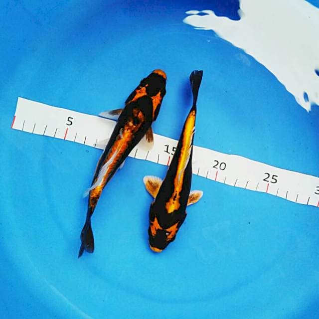 Duo kabuto 17cm