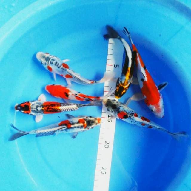 Mix koi 7 ekor