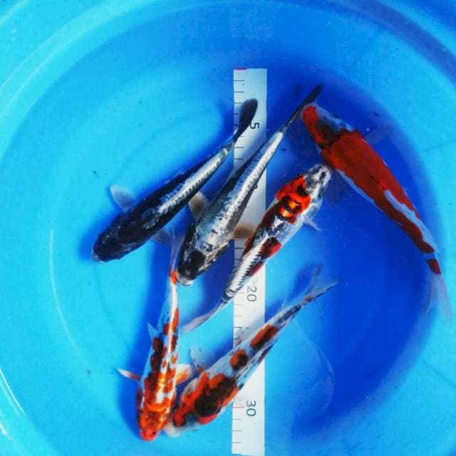 Mix koi 6 ekor