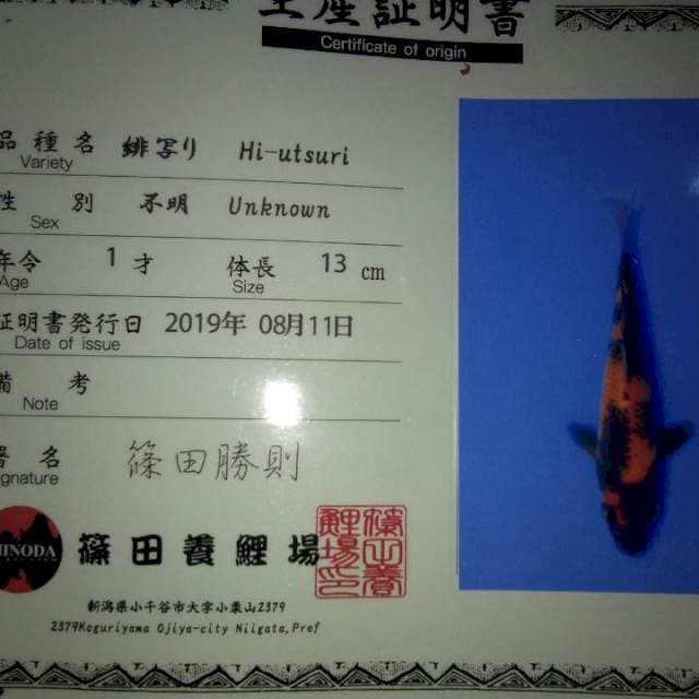 Hi Utsuri (Shinoda) 13cm. Import dan Sertifikat