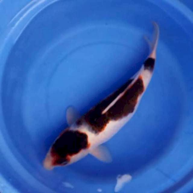 Goromo 40cm