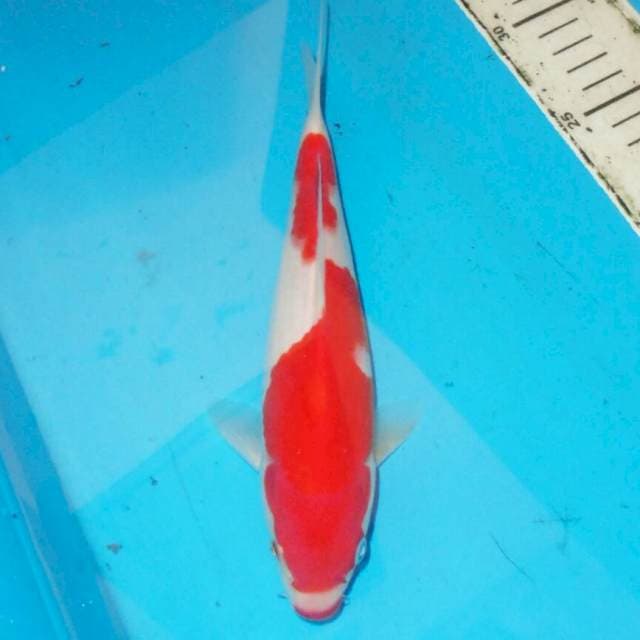 30cm KOHAKU RED DEVIL