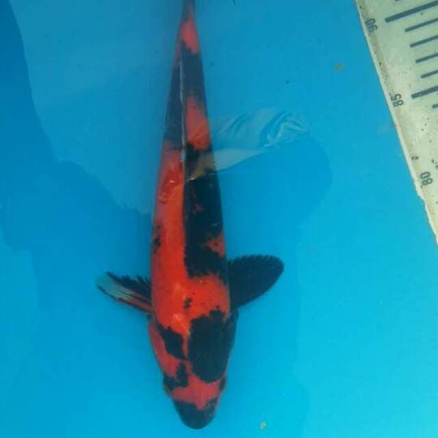 Hi utsuri 29cm