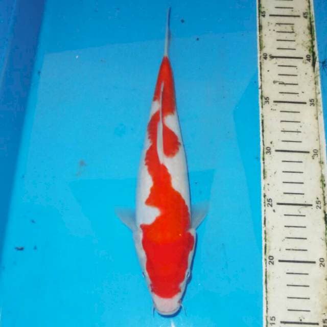 30cm LIKU LIKU KOHAKU