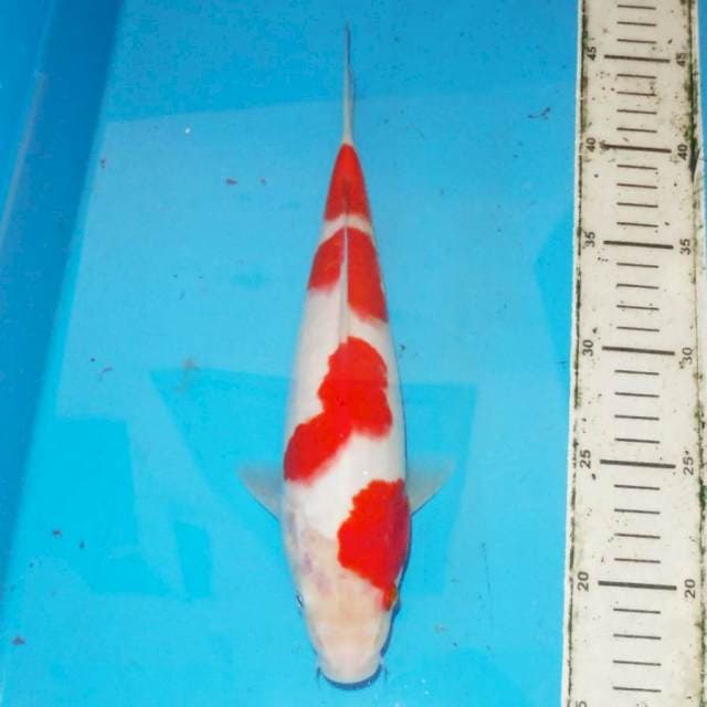 30cm KOHAKU