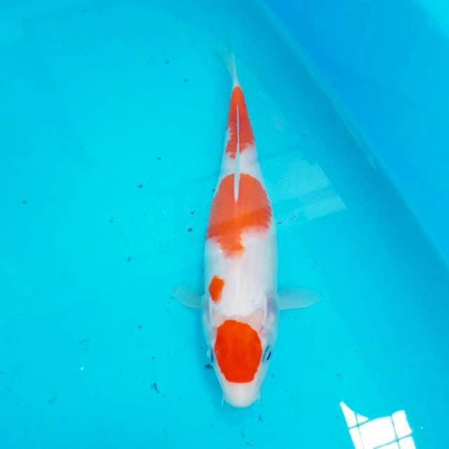 Thancho Kohaku syantik 25 cm