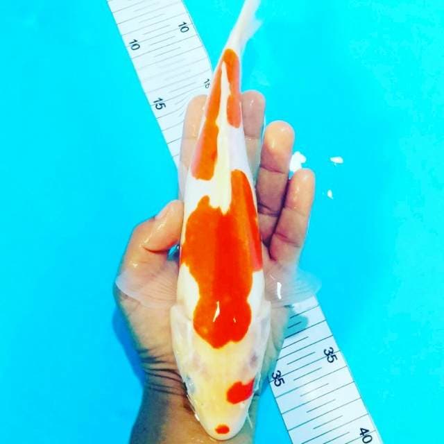 Doitsu murni 28cm