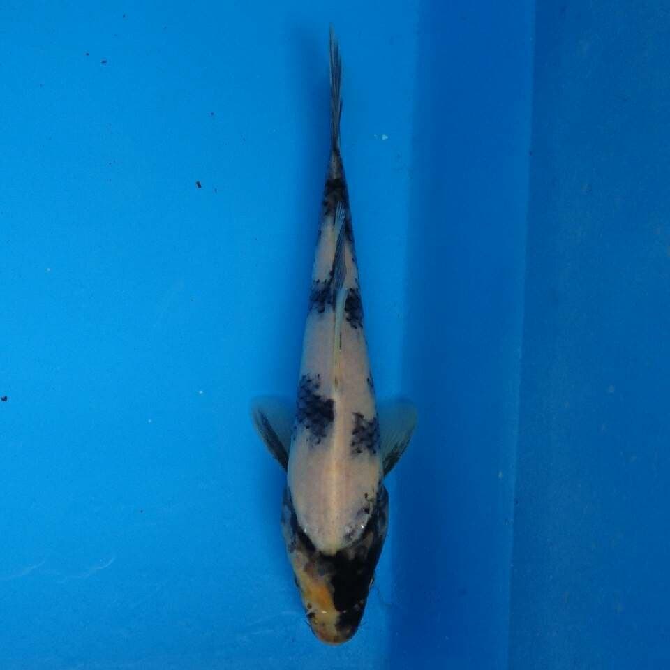 Shiro F1