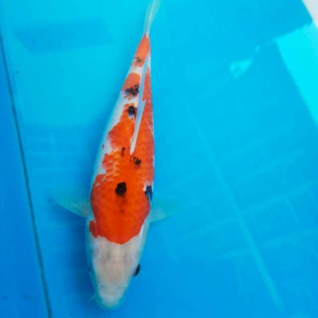 Sanke 30 cm