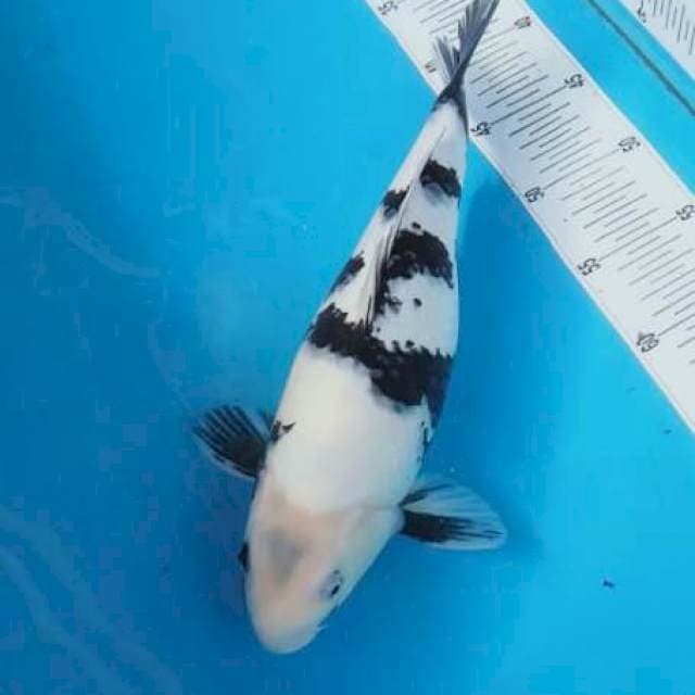 Ahiro utsuri 35cm