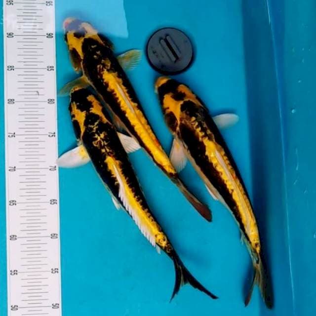 Kabuto 3 ekor sisik naga