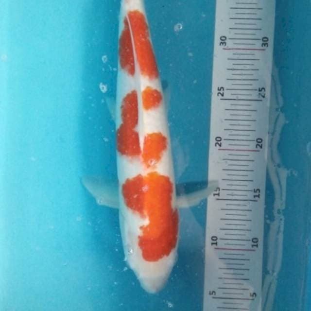 Kohaku 40bu