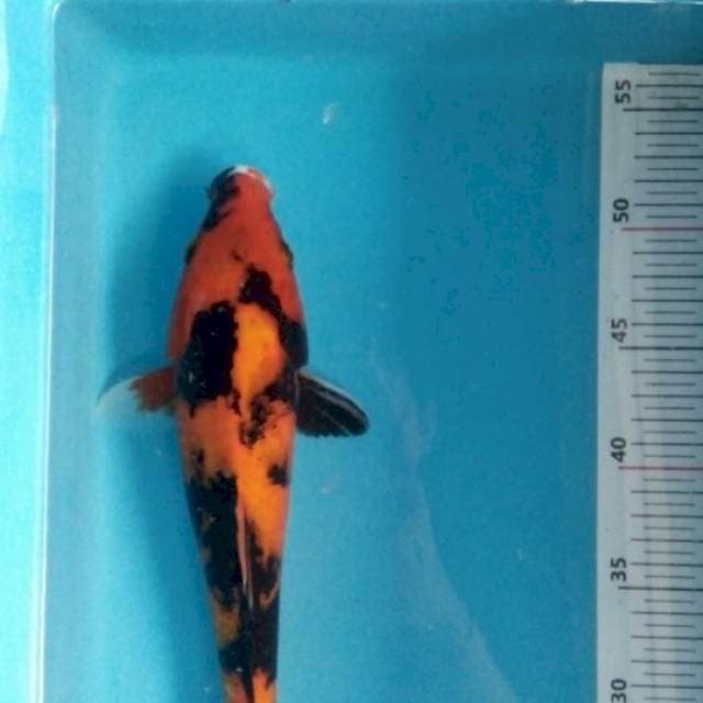 Utsuri 30bu