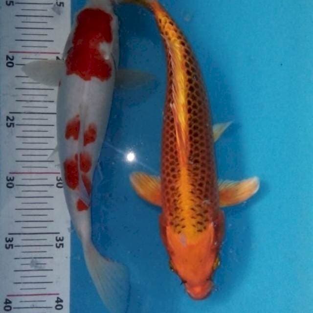 Kohaku 25bu, aka matsuba 30bu