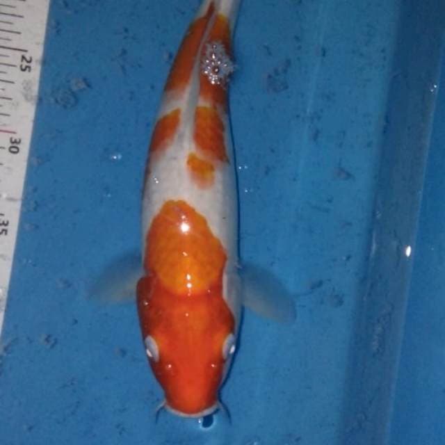 Kohaku 30bu