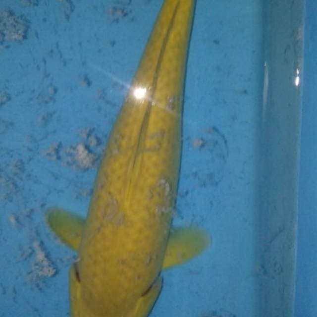 Karashi f1 punuk 30bu