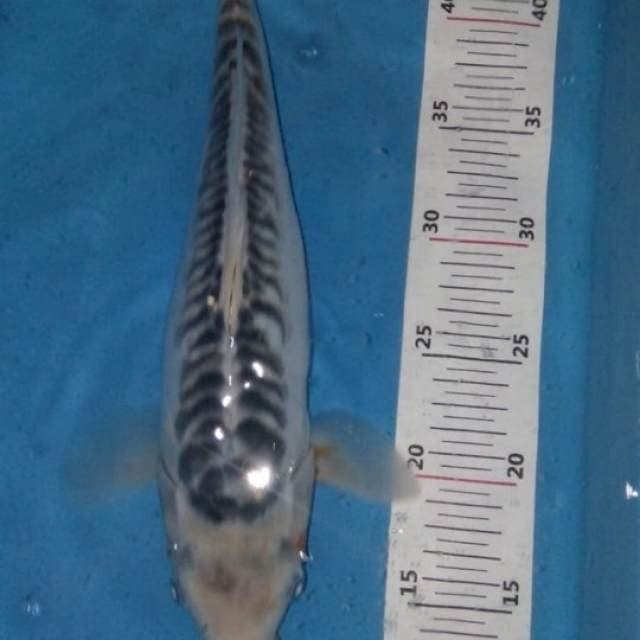 Shusui 30bu