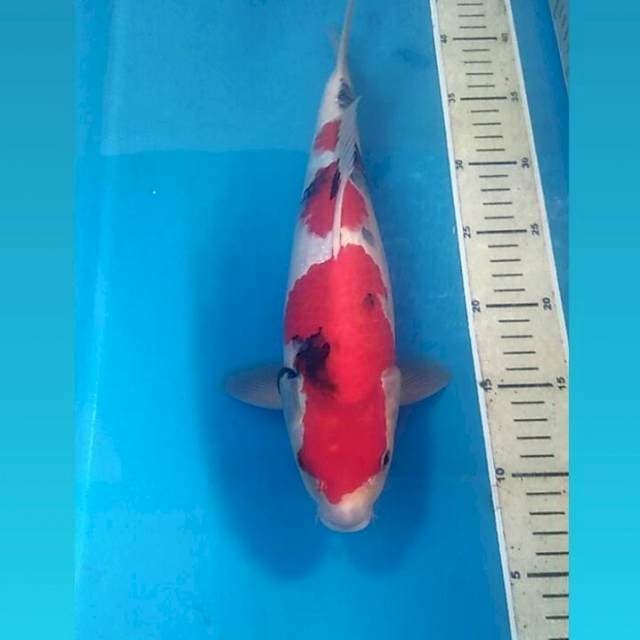 HQ Showa, male 34 cm