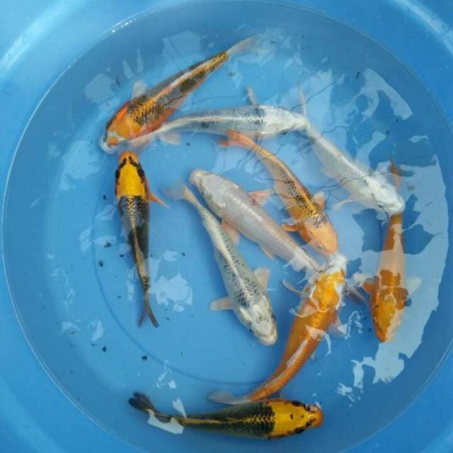 Kujaku mix 10ekor 18-21cm