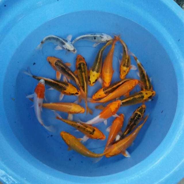 Kujaku mix 20ekor 15-18cm