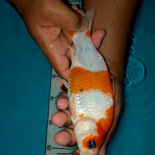 sansoku munuk 23 cm