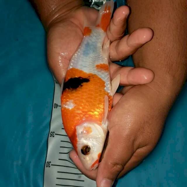 sansoku munuk 23 cm